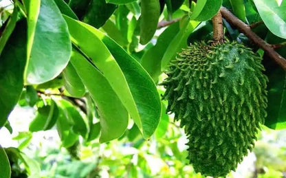 Organic Soursop Leaves